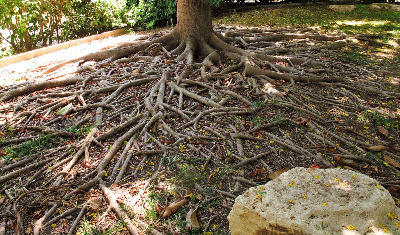 Изображение особи Ficus elastica.