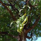 Gleditsia triacanthos