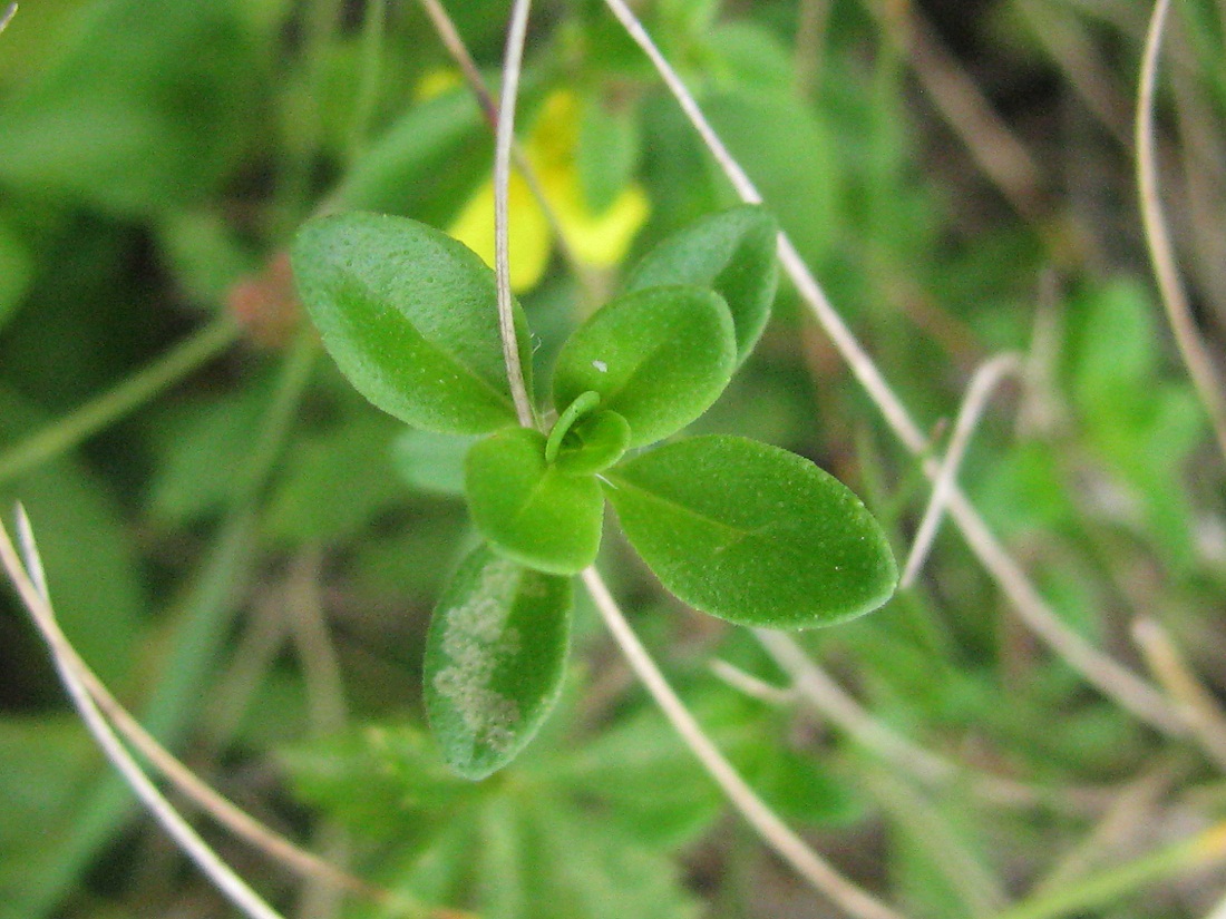 Image of Thymus clandestinus specimen.