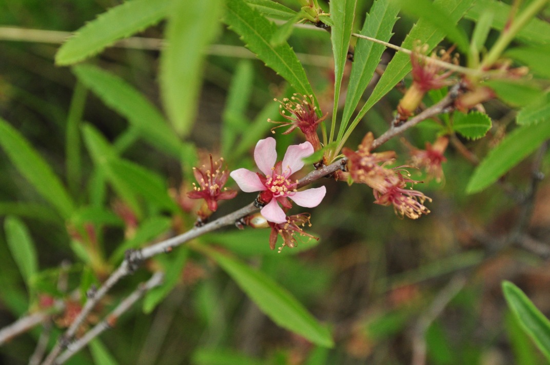 Image of Amygdalus nana specimen.