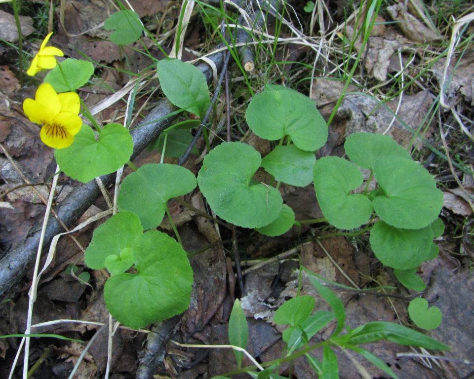 Image of Viola biflora specimen.