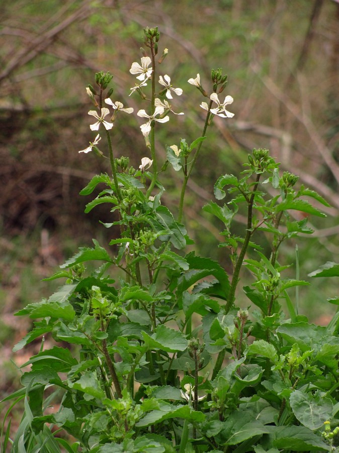 Image of Eruca sativa specimen.