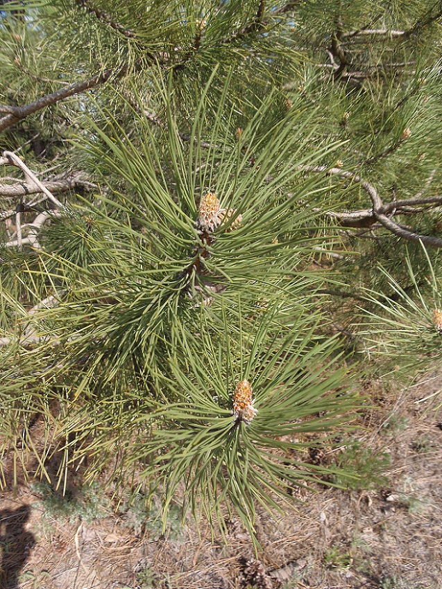 Image of Pinus pallasiana specimen.