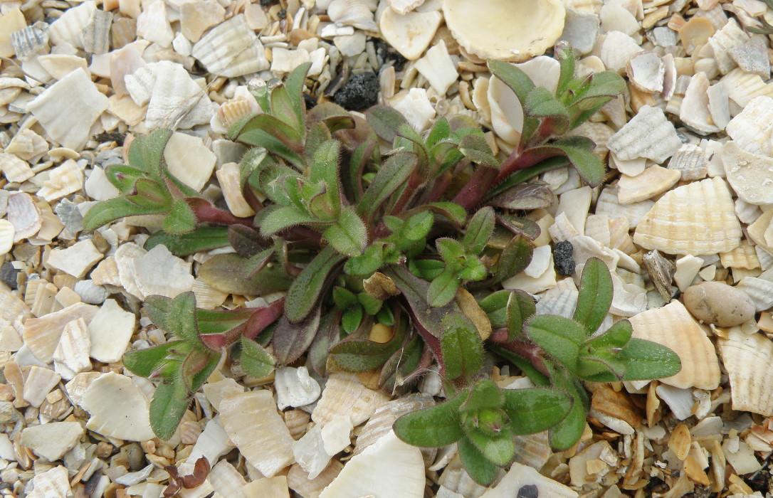 Image of Cerastium glutinosum specimen.