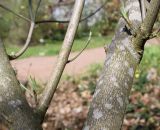 Cynoxylon nuttallii. Скелетные ветви. Германия, г. Krefeld, Ботанический сад. 20.04.2013.