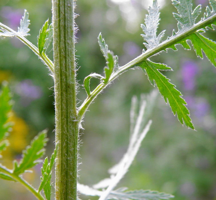 Image of Achillea filipendulina specimen.