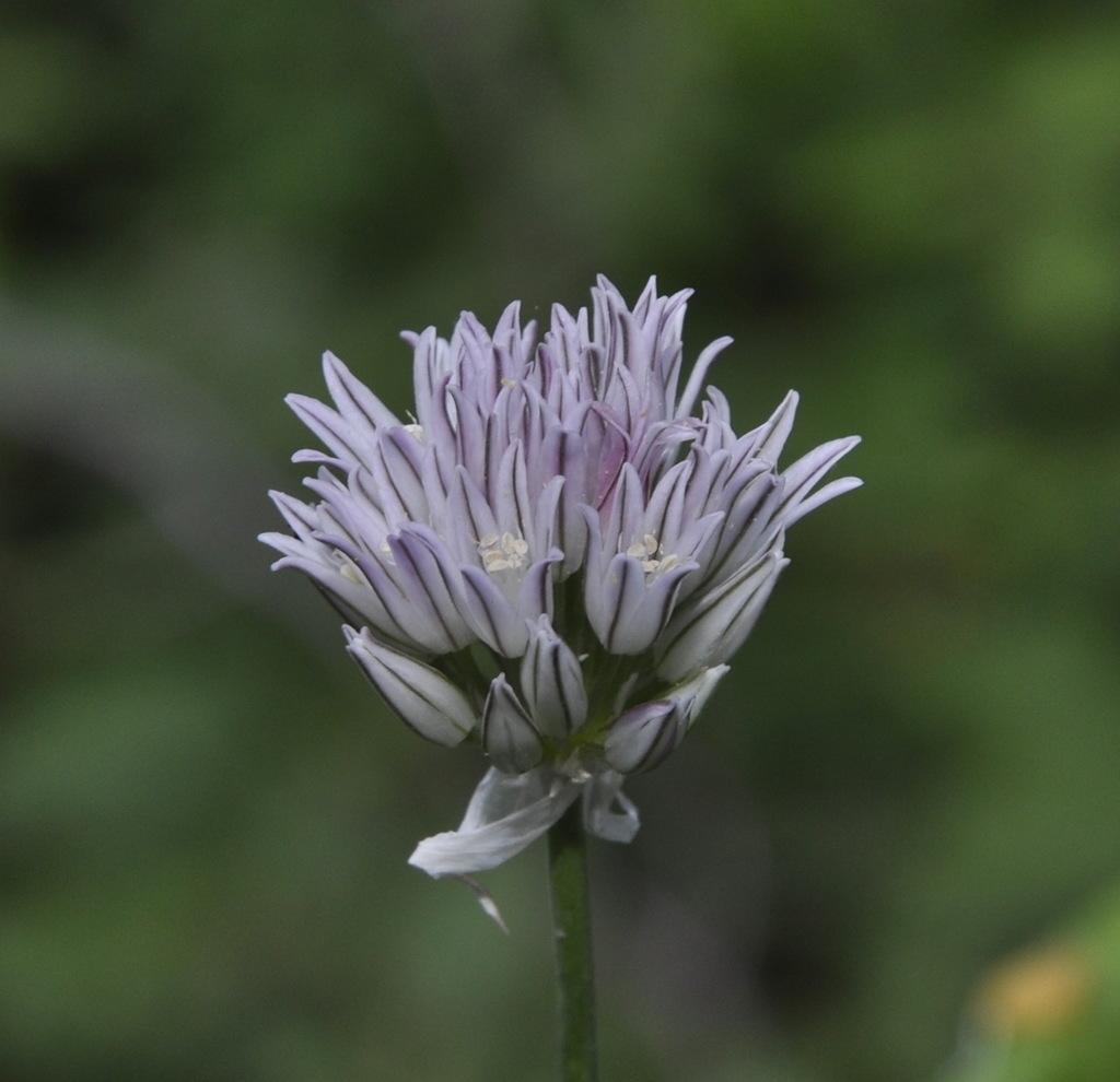 Image of Allium heldreichii specimen.