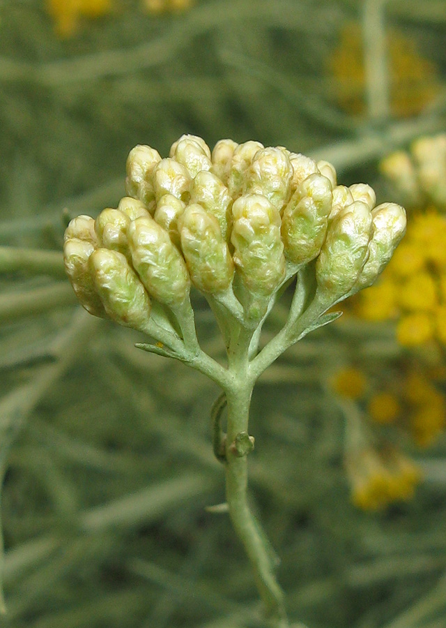 Image of genus Helichrysum specimen.