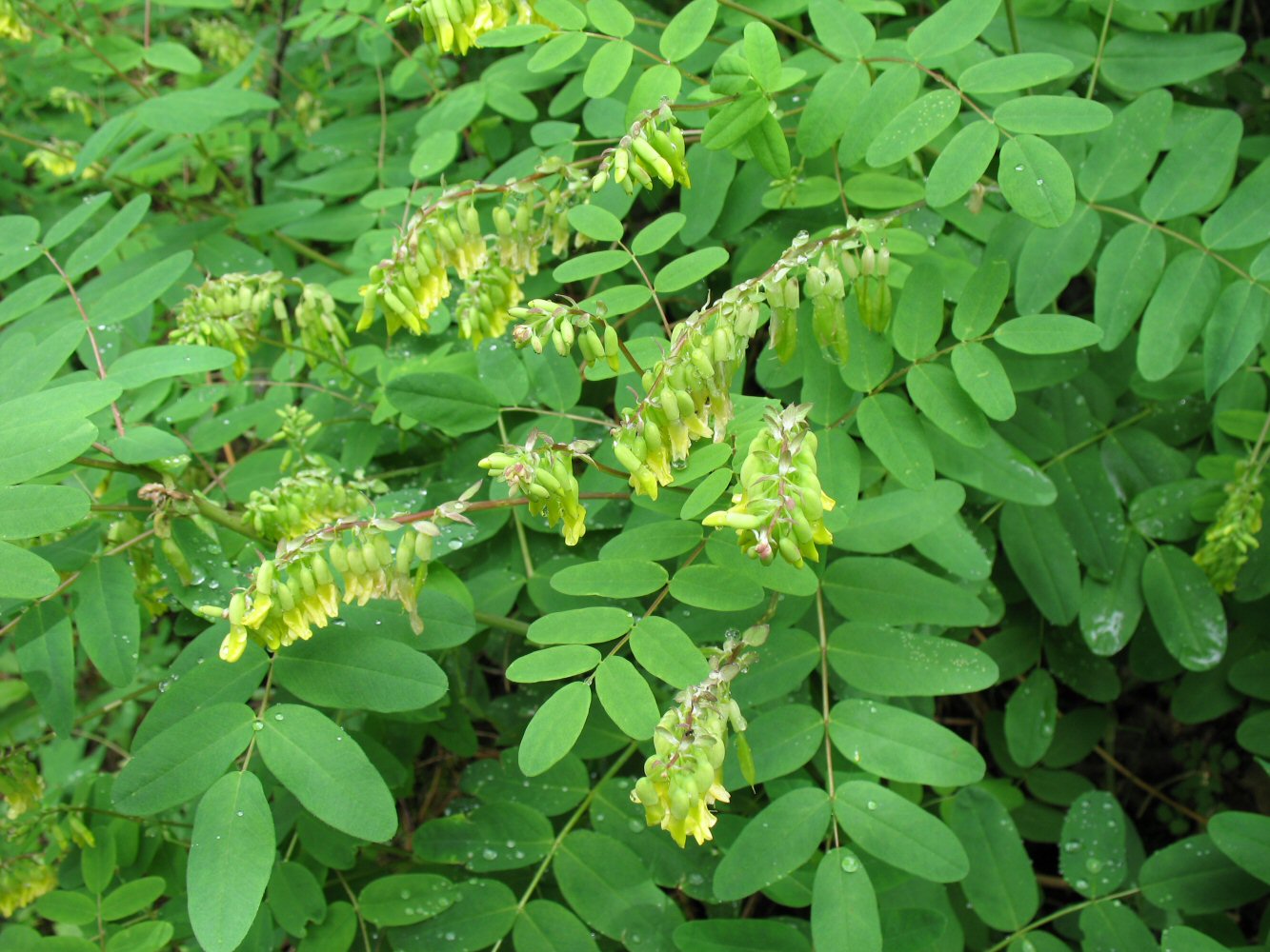 Image of Astragalus secundus specimen.