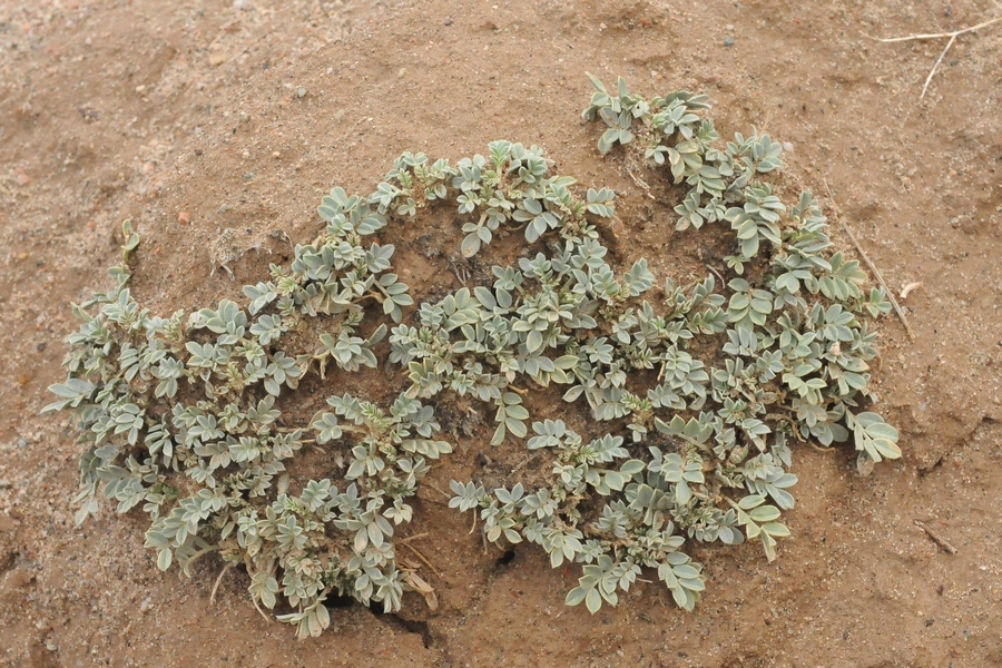 Image of Astragalus projecturus specimen.