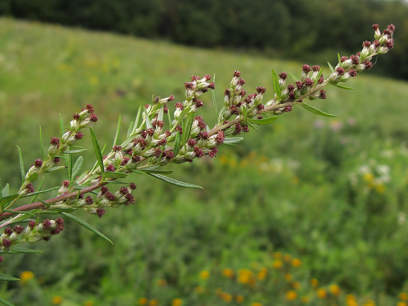 Изображение особи Artemisia vulgaris.