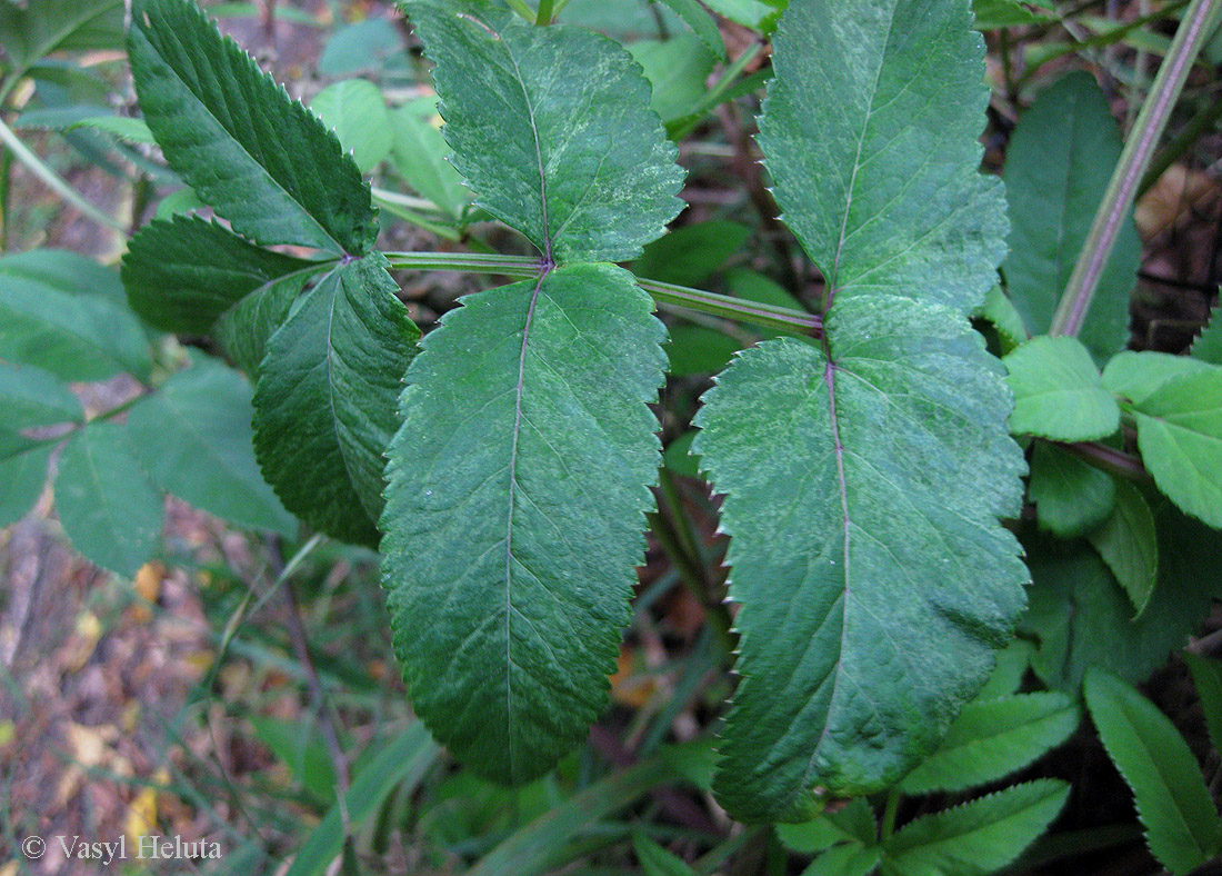 Image of Angelica sylvestris specimen.