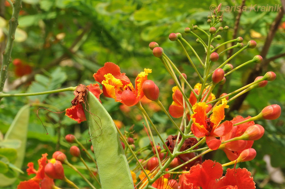 Изображение особи Caesalpinia pulcherrima.