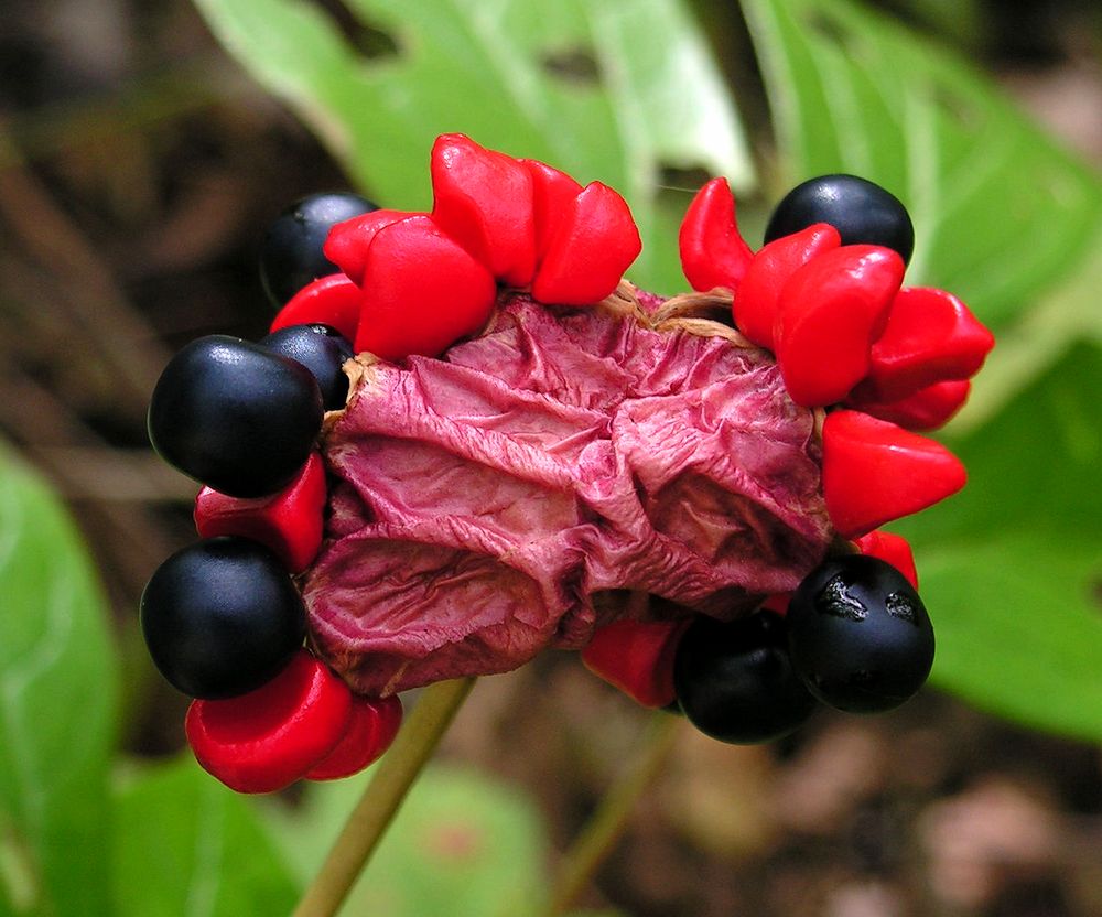 Растения дальнего. Пион обратнояйцевидный. Paeonia obovata. Пион обратнояйцевидный краснокнижный. Пион обратнояйцевидный (японский).