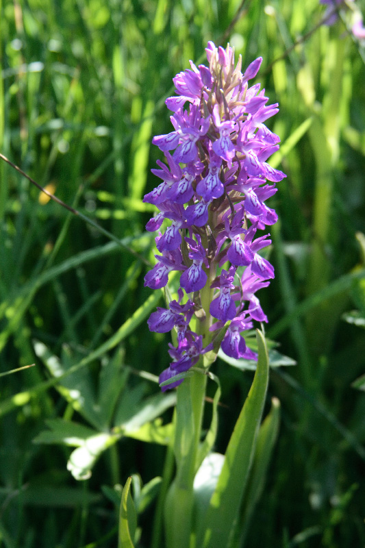 Image of Dactylorhiza umbrosa specimen.