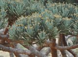 Euphorbia arbuscula. Побеги с соцветиями. Сокотра, плато Хомхи. 29.12.2014.