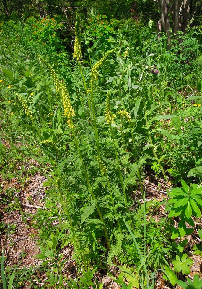 Image of Pedicularis incarnata specimen.