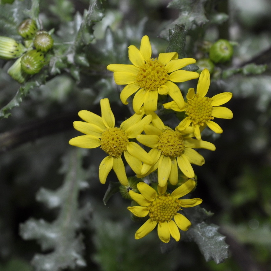 Image of Senecio vernalis specimen.