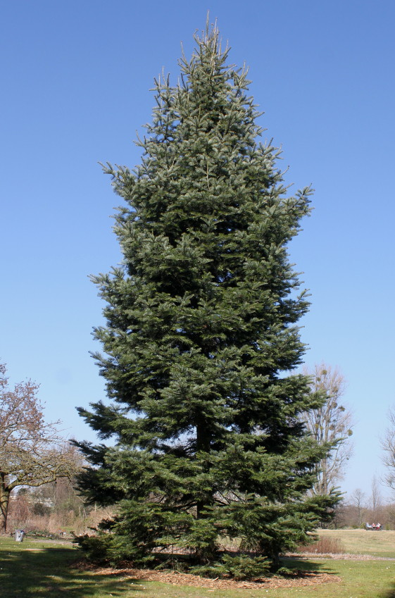 Image of genus Abies specimen.