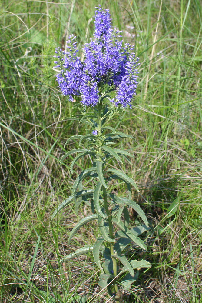 Image of Veronica spuria specimen.