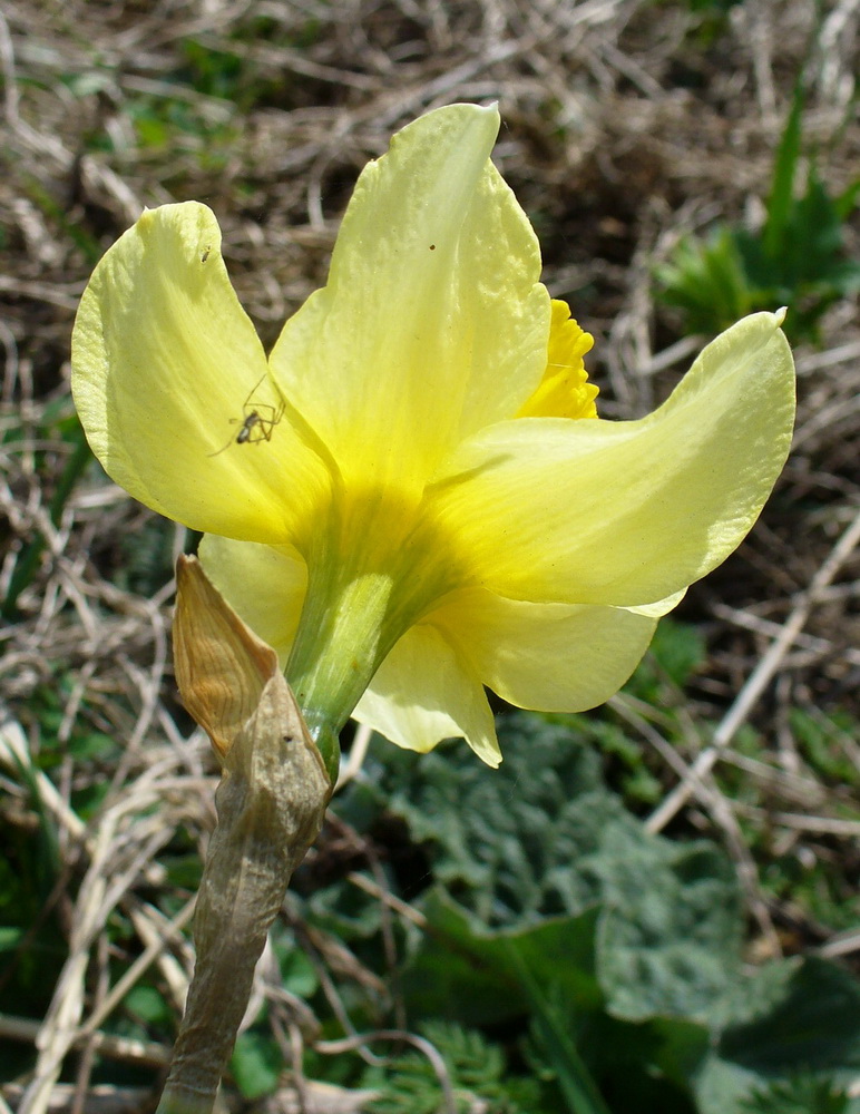 Image of genus Narcissus specimen.