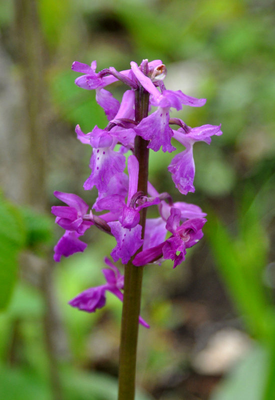 Image of Orchis mascula specimen.