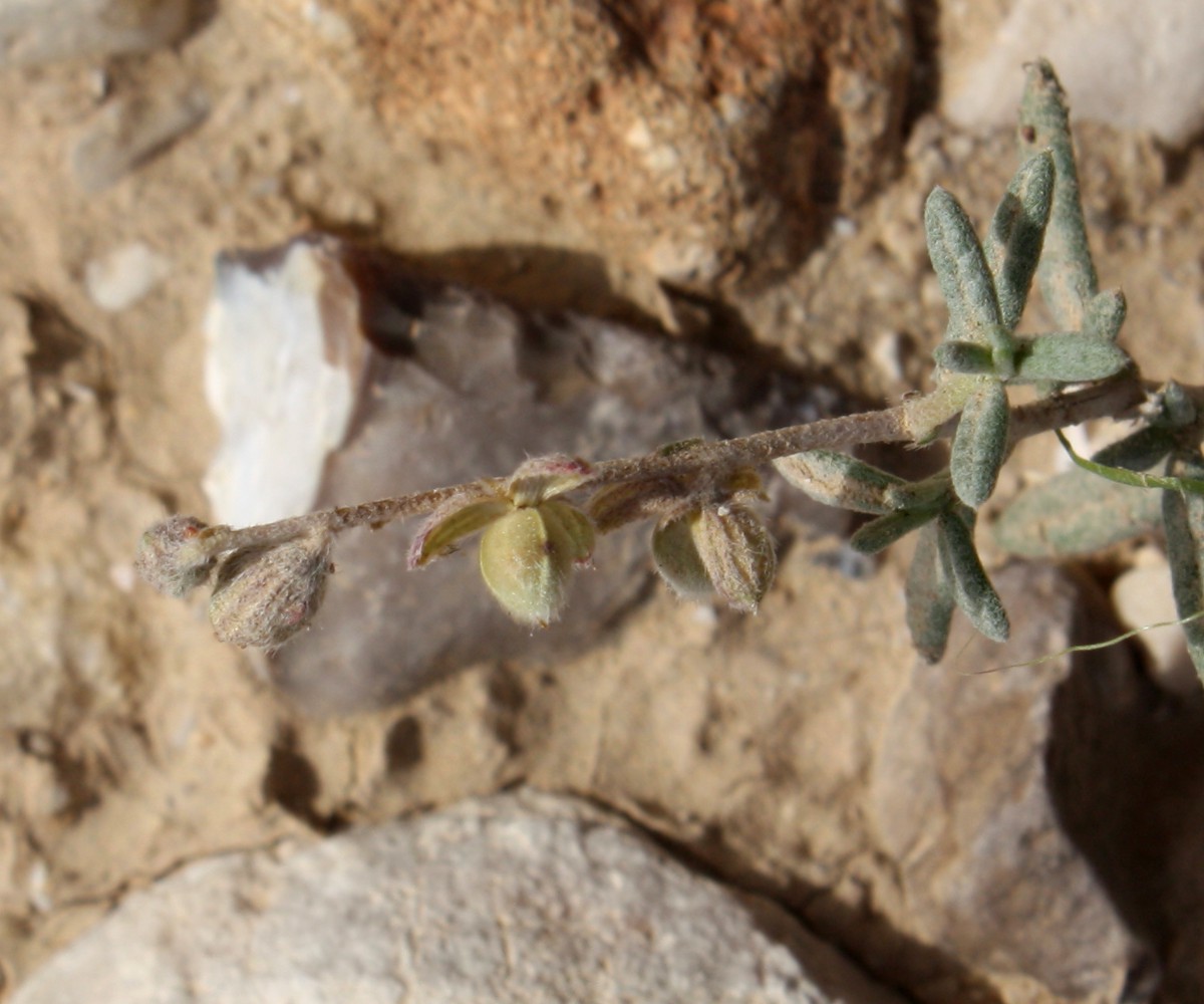 Изображение особи Helianthemum lippii.