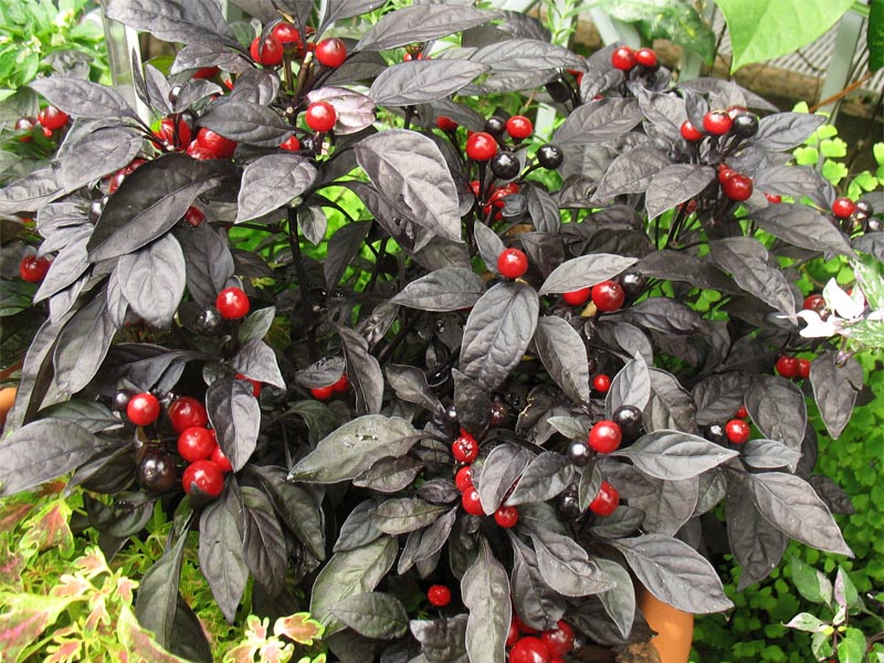 Image of Capsicum annuum specimen.