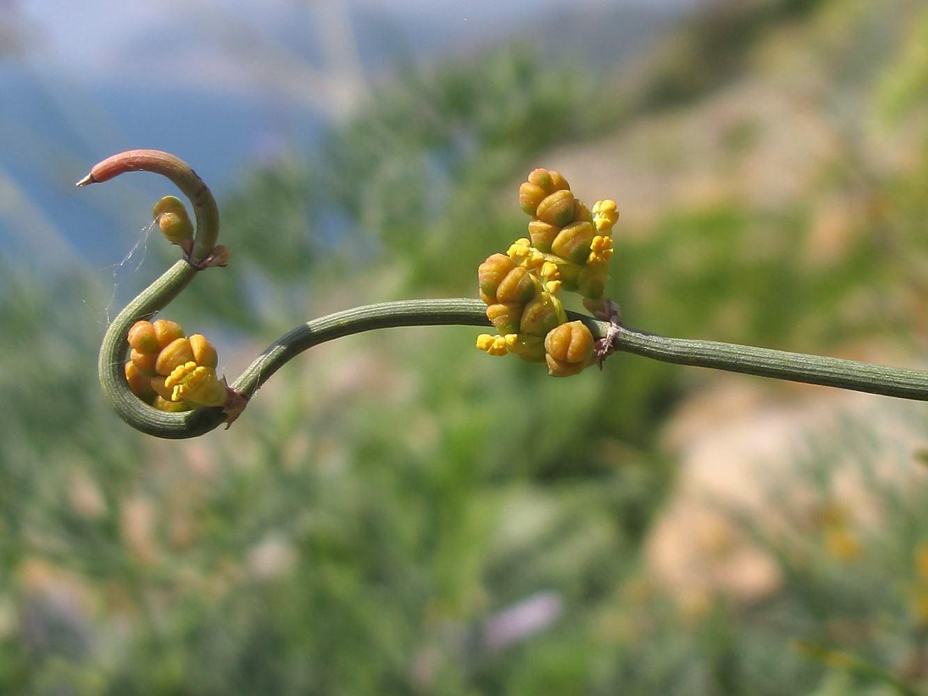 Изображение особи Ephedra distachya.