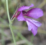 Gladiolus illyricus