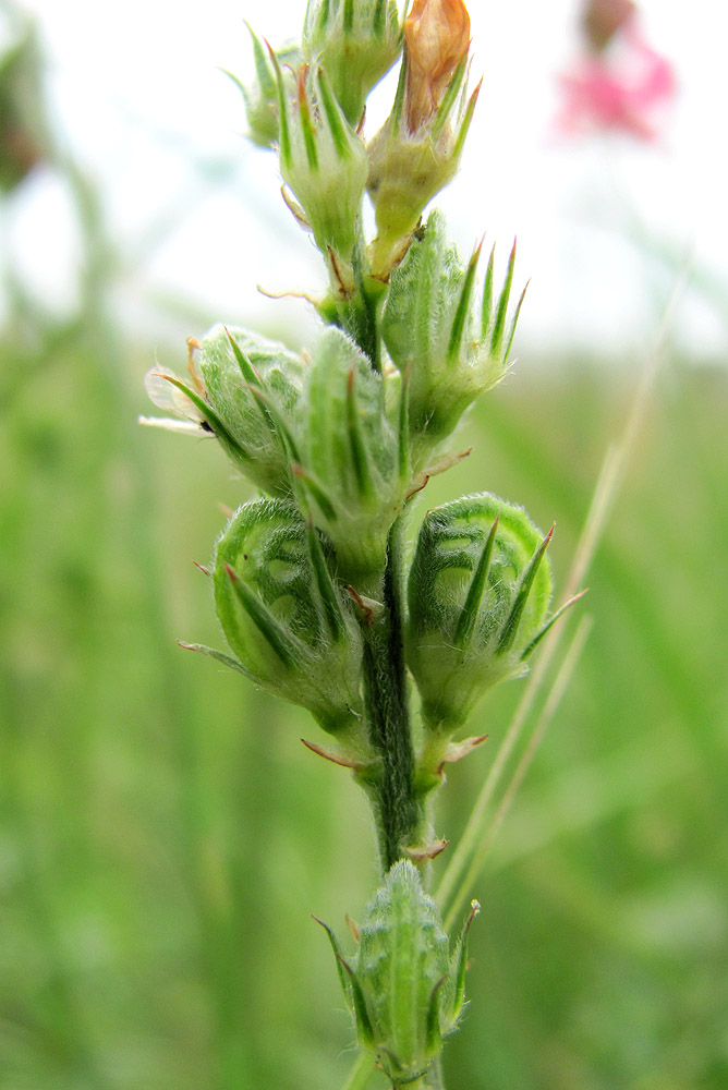 Image of Onobrychis inermis specimen.