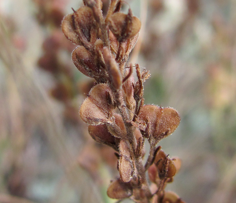 Image of Veronica multifida specimen.