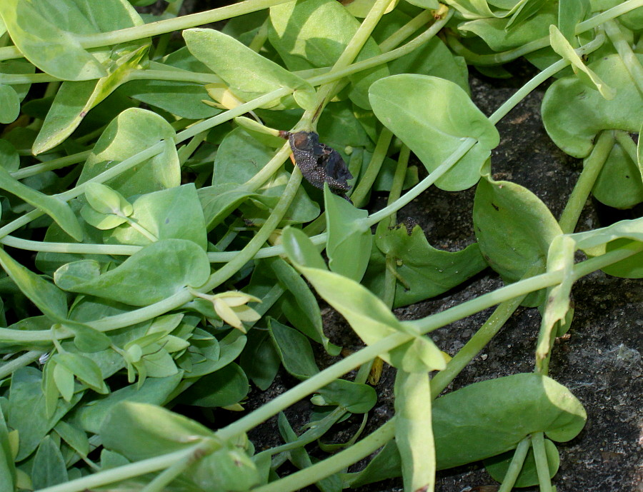 Image of Cerinthe minor specimen.