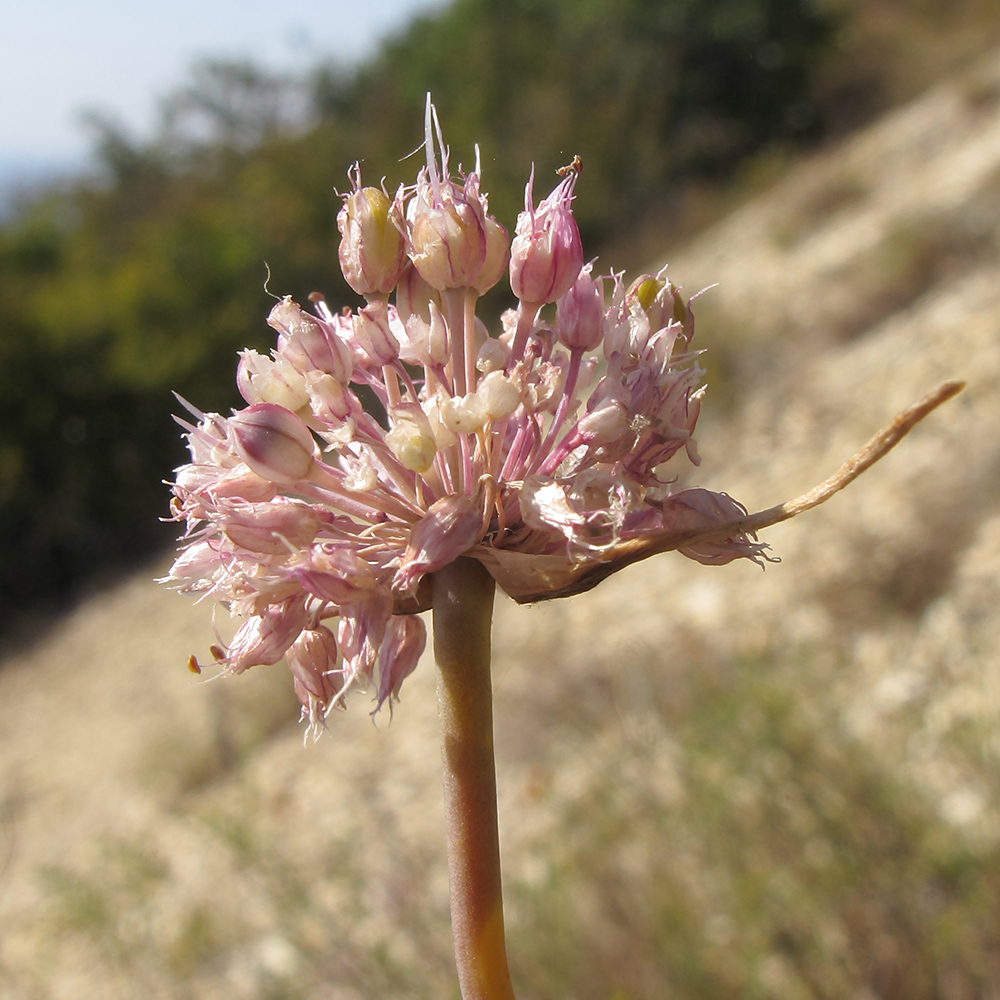 Image of Allium psebaicum specimen.