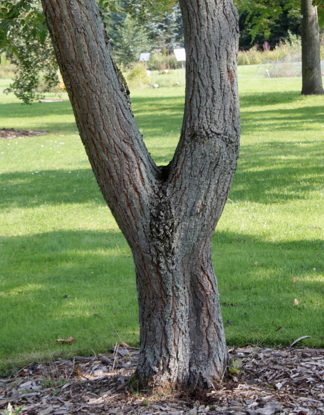 Image of Koelreuteria paniculata specimen.