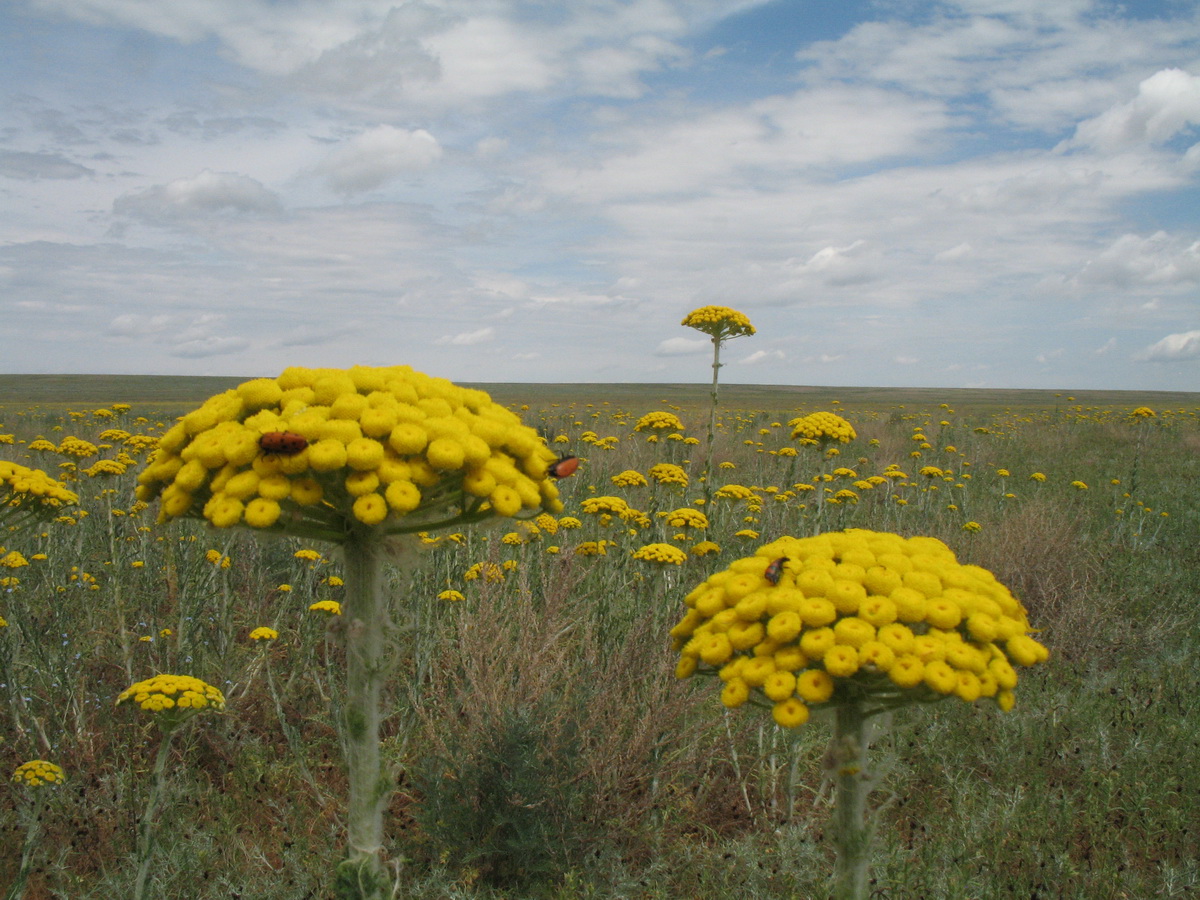 Image of Pseudohandelia umbellifera specimen.