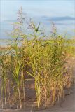 Phragmites australis