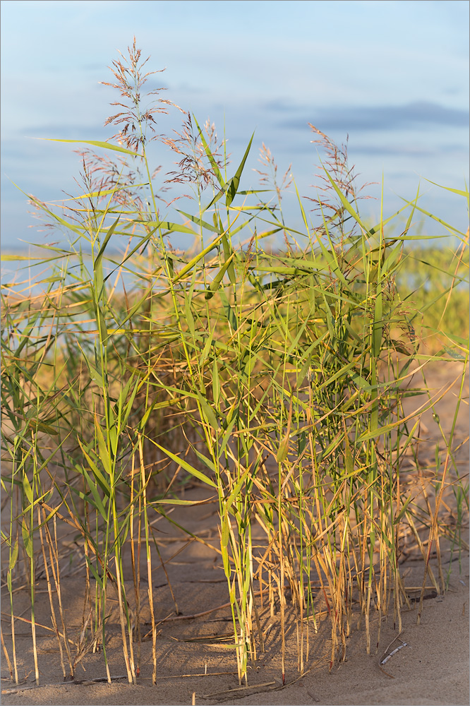 Изображение особи Phragmites australis.