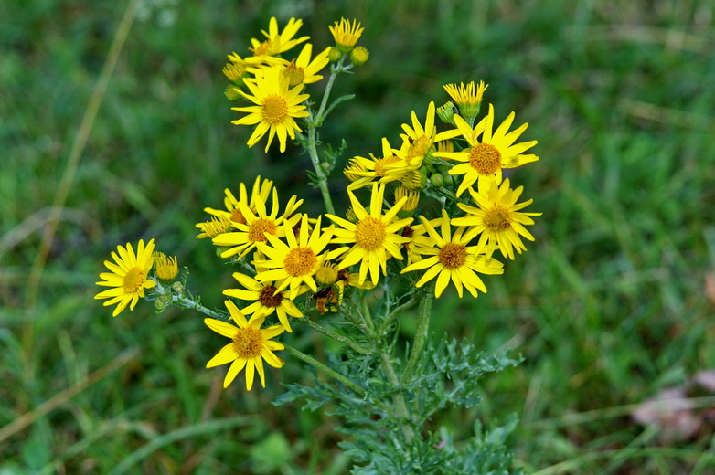 Image of Senecio jacobaea specimen.