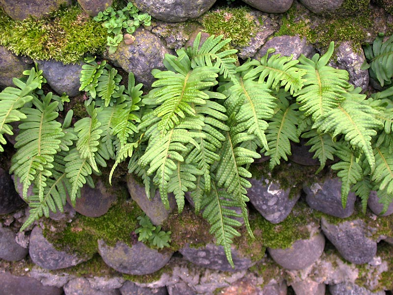 Изображение особи Polypodium vulgare.