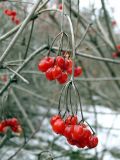 Viburnum opulus