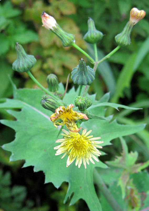 Изображение особи Sonchus oleraceus.