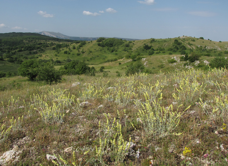 Image of Sideritis catillaris specimen.