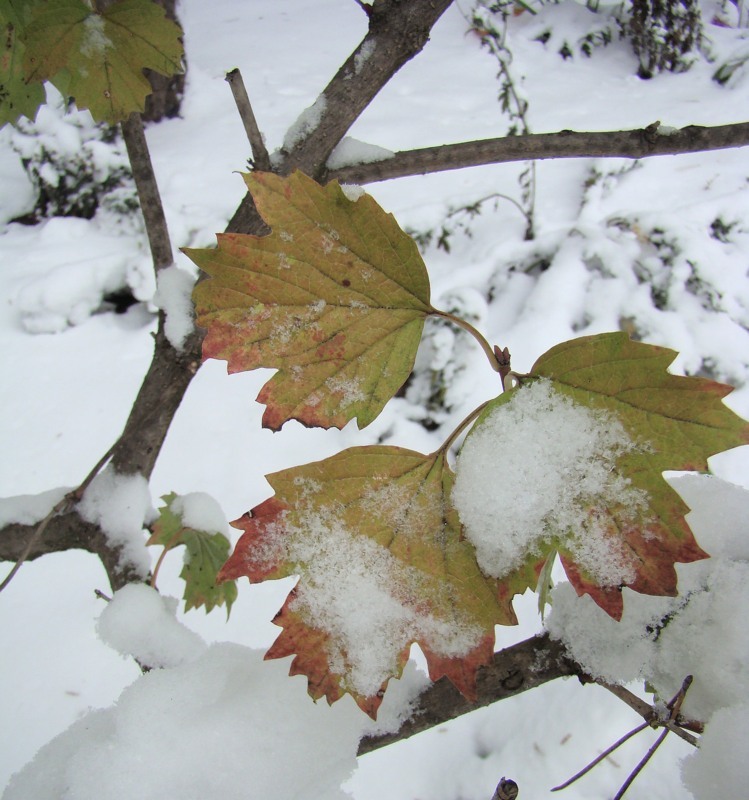 Изображение особи Viburnum opulus.