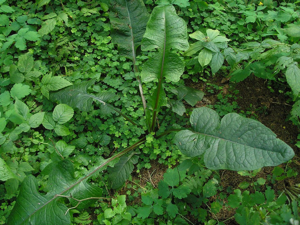 Image of Lactuca biennis specimen.