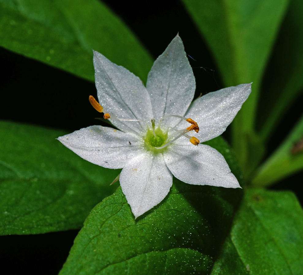 Изображение особи Trientalis europaea.