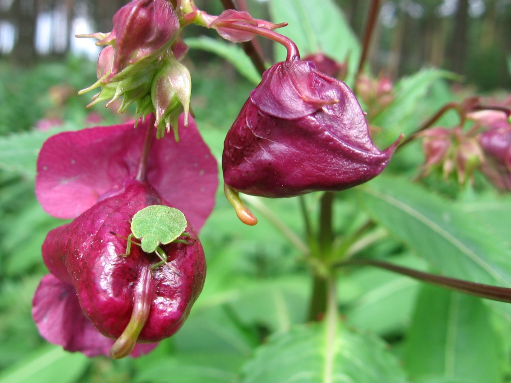 Image of Impatiens glandulifera specimen.