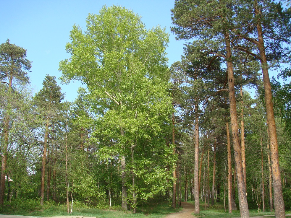 Image of Populus &times; sibirica specimen.