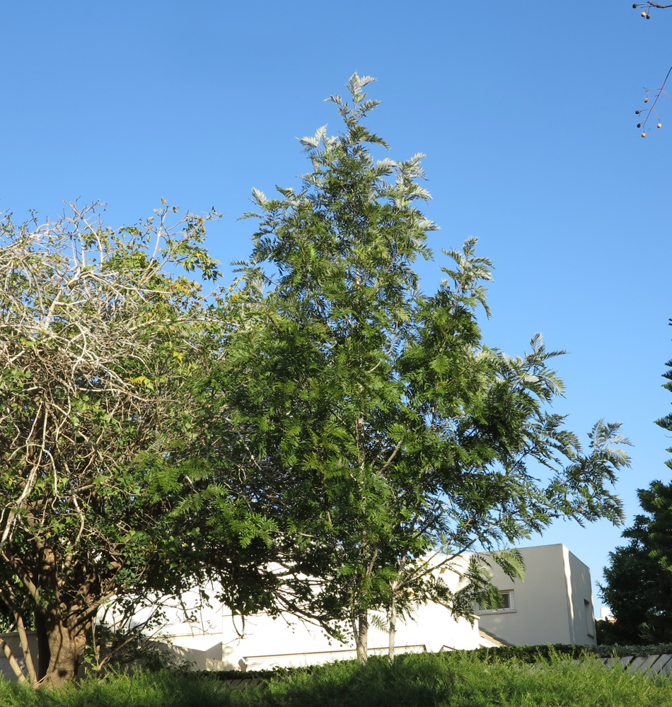 Image of Grevillea robusta specimen.