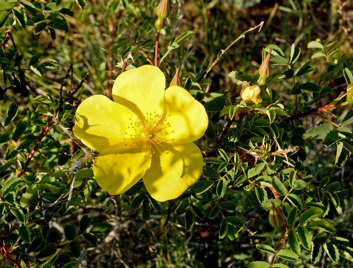 Image of Rosa platyacantha specimen.